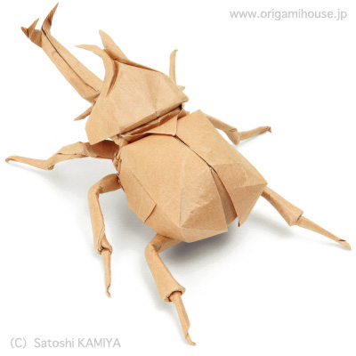 amurai Helmet Beetle